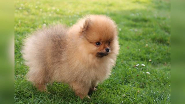 Рост и развитие щенков # Померанский Шпиц # Pomeranian Spitz смотреть онлайн