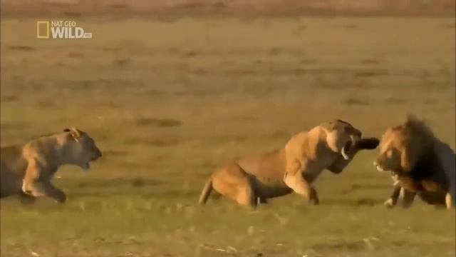 Львица защищает львенка от льва смотреть онлайн