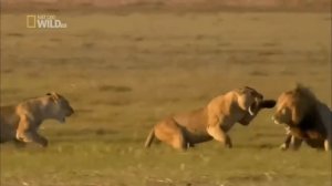 Львица защищает львенка от льва