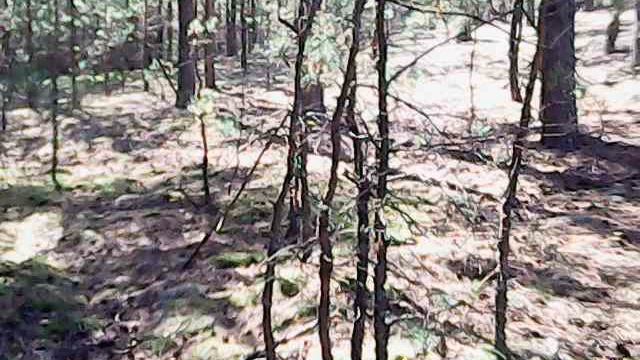 Много БЕЛЫХ ГРИБОВ . Беларусь Полесье. смотреть онлайн