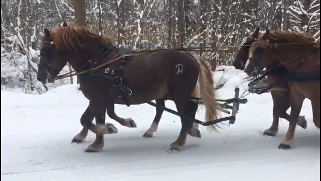 Четверик советских тяжеловозов из Смоленской области. Сани. смотреть онлайн