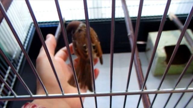 Тоша линяет и злится. Линька у воробья.