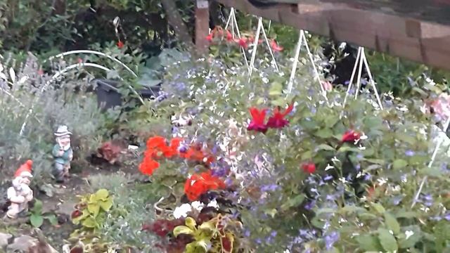 коллекция моих колеусов,вечерняя прогулка по моему саду #кллеусы#????? смотреть онлайн