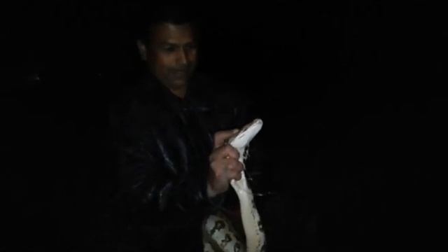 INDIAN PYTHON || SAVED || ENDANGERED SPECIES ||SNAKE FILM смотреть онлайн