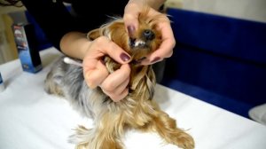 Как чистить зубы йорку первый раз