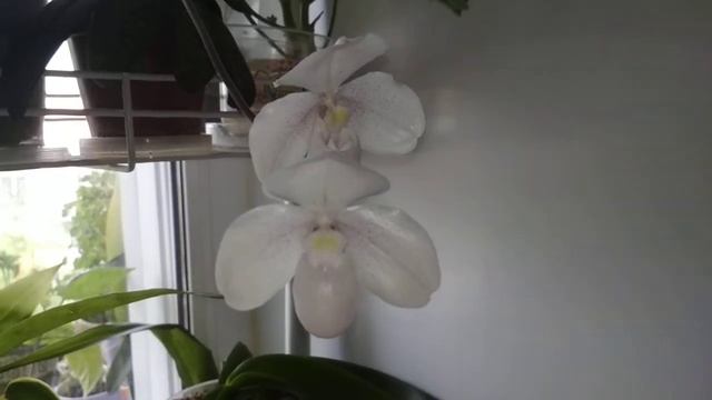 Paphiopedilum Niveum