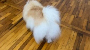 Как Вычесывать Померанского Шпица ? Уход За Шерстью