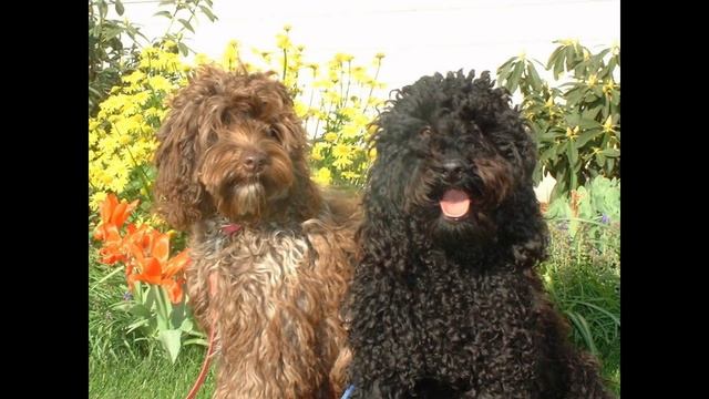 Лабрадудель/Labradoodle (порода собак HD slide show)! смотреть онлайн