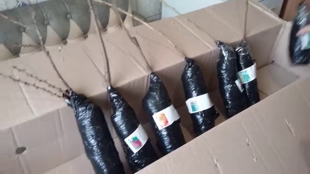 Малиновые деревья и другие саженцы. Агро-маркет. смотреть онлайн