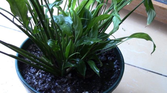 БИОГУМАТ В ПОМОЩЬ БОЛЬНЫМ РАСТЕНИЯМ!