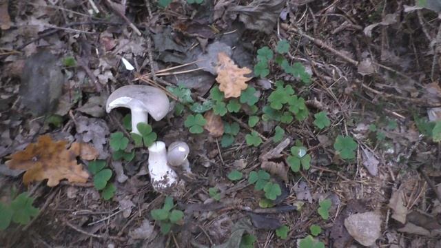 Опята собираем пучками в лесу Телеши. Рады и таким опятам. смотреть онлайн