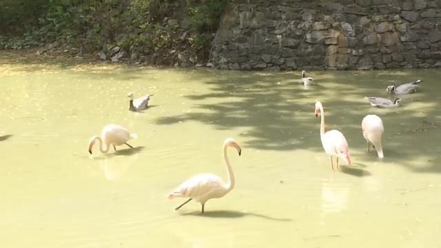 Фламинго в зоопарке, город Киев\ Flamingo in the zoo, the city of Kiev смотреть онлайн