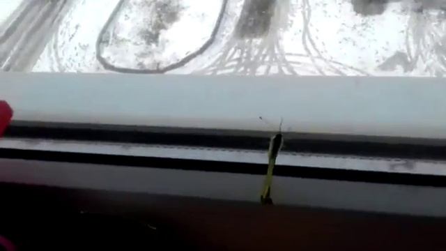 Моя бабочка на окне смотреть онлайн
