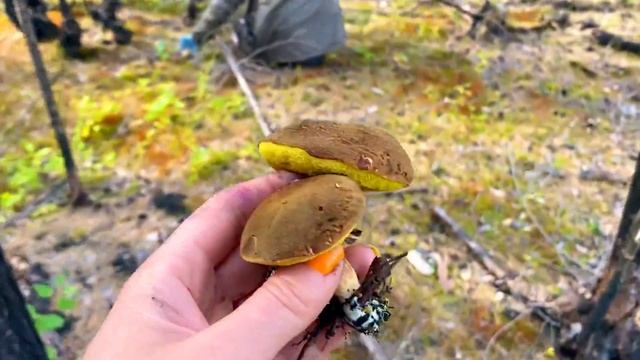 Дары горелого леса смотреть онлайн