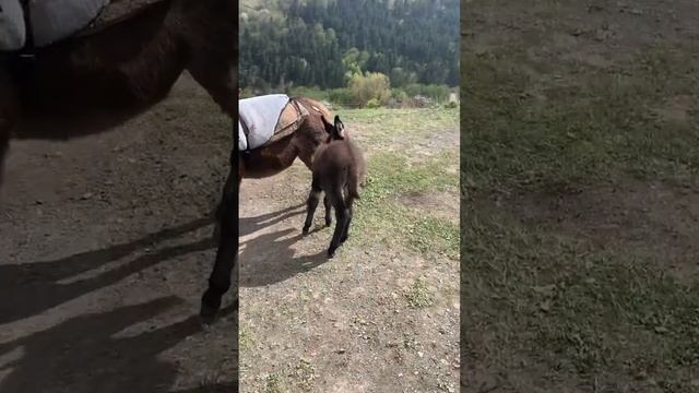 Джуджулика смотреть онлайн