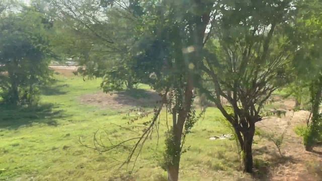 [4k]The Wildlife Adventure At Dubai Safari Park Trip 2022 | Drive Through | Tourist Attraction