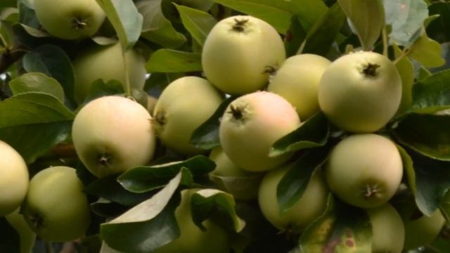 12 лучших летних сортов яблони в условиях Башкирии. ( Selah - Oh, The Deep Love Of Jesus ).