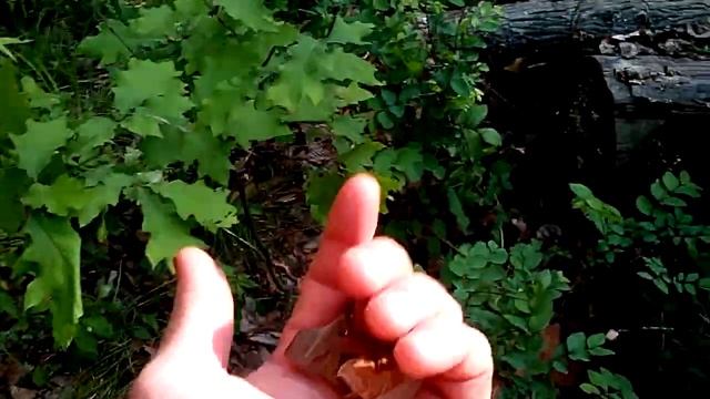 Foraging Forest Fungi @ 34: Jelly Fungus смотреть онлайн