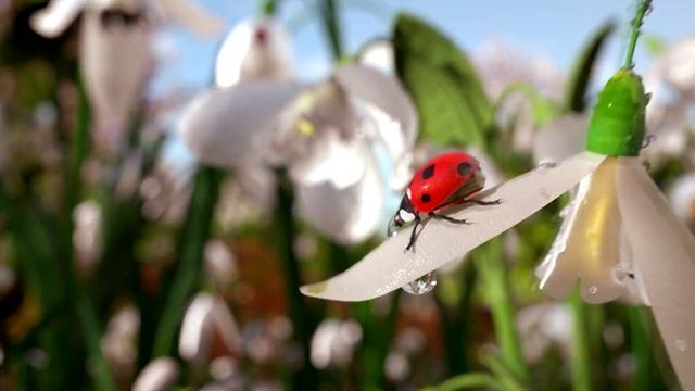 INTRO с Вашим Логотипом. "МОЯ ДАЧА". смотреть онлайн