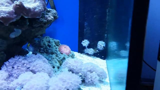 Москва. Океанариум на Чистых прудах. смотреть онлайн