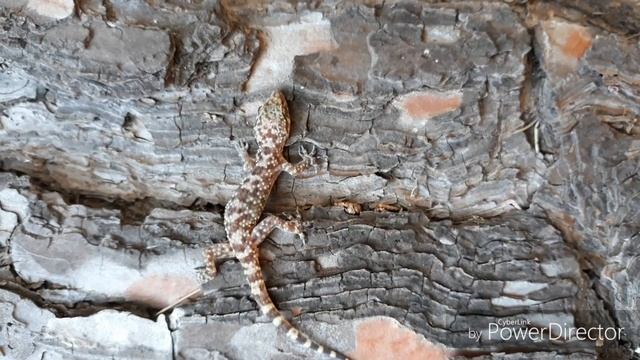 Турецкий полупалый геккон / Hemidactylus turcicus в Афинах смотреть онлайн