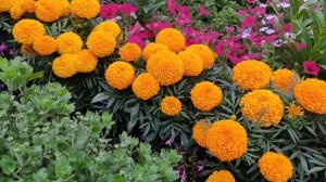 Эти бархатцы должны быть на каждой клумбе!