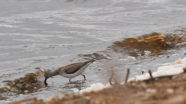 Кулик Мородунка смотреть онлайн