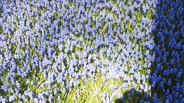 Вход в Парк Гюльханэ.Стамбул апрель 2018.Сказочные поляны и цветов смотреть онлайн