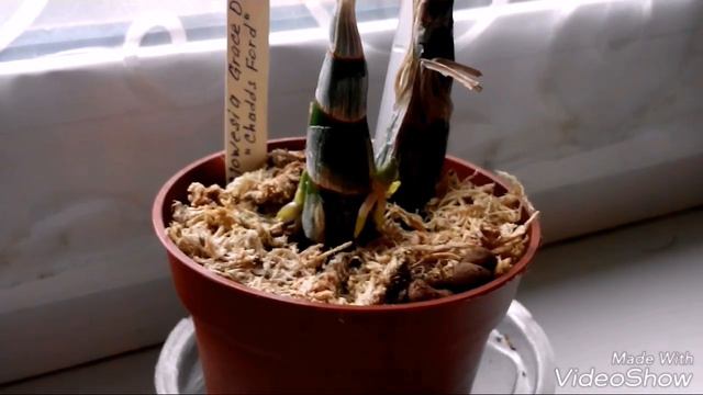 Мечты сбываются!!! Орхидея Кловесия. смотреть онлайн