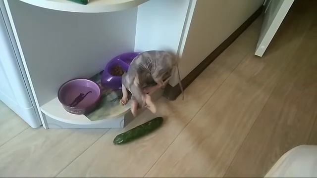 Реакция кошки на огурец? смотреть онлайн