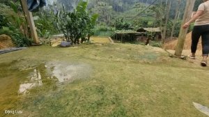 Harvest Bananas | Cabbage Bring them to the market to sell - Take care of the farm