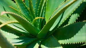 Как легко и быстро остричь твердые и утолщенные ногти на ногах