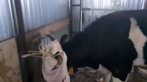 как забить бычка/ итог рациона бычков.