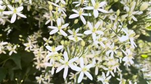 Клематис маньчжурский (Clematis mandschurica)