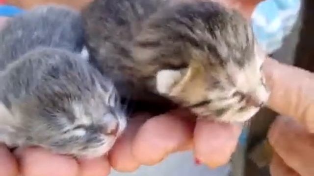 Новорожденные слепые котята смотреть онлайн