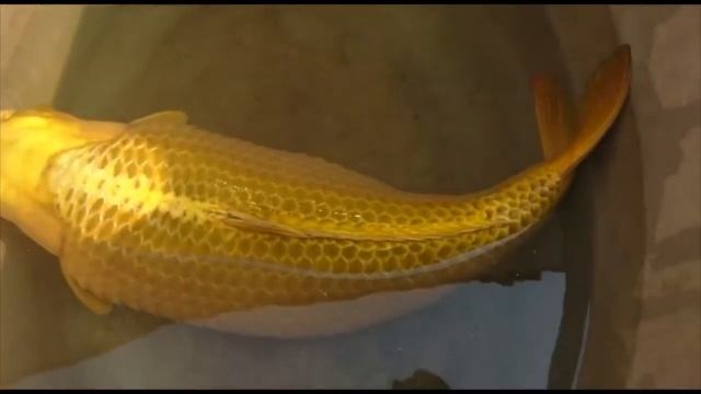 Trying to fix an egg bound koi Part 2 смотреть онлайн