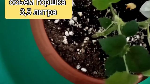 Последний сбор огурцов в мае. Вырасти урожай на подоконнике. смотреть онлайн