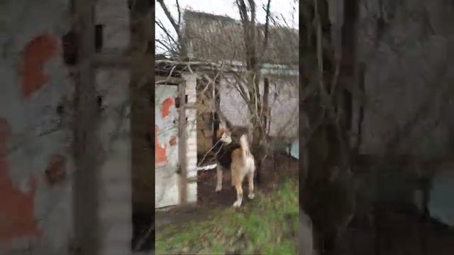 Коты на природе. смотреть онлайн