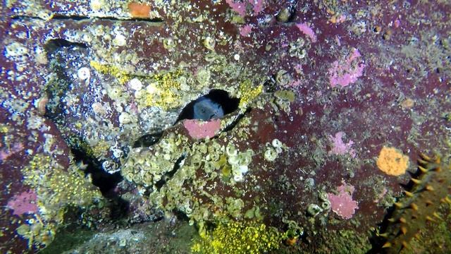 Madrona Point Dive with Friends смотреть онлайн