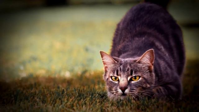 Интересные факты_Выпуск 5_В ус не дуть смотреть онлайн