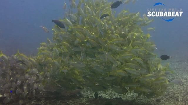 Diving Meno Slope, Gili Meno - ALBINO TITAN TRIGGERFISH смотреть онлайн