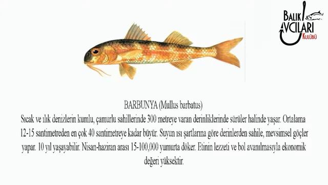 BARBUNYA BALIĞI NEDİR ? Mullus barbatus HD смотреть онлайн