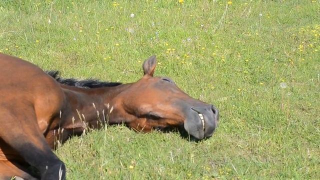 Лошади отдыхают на пастбище. смотреть онлайн