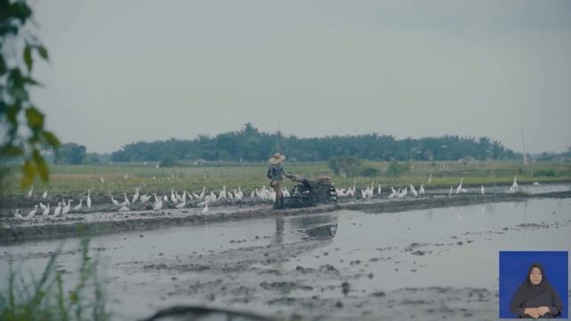 STELA HAMIL ENDANG PUSING смотреть онлайн