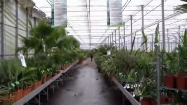 Kom in de kas 2012 Erica Drenthe Gardenpalms Europe B V YouTube2