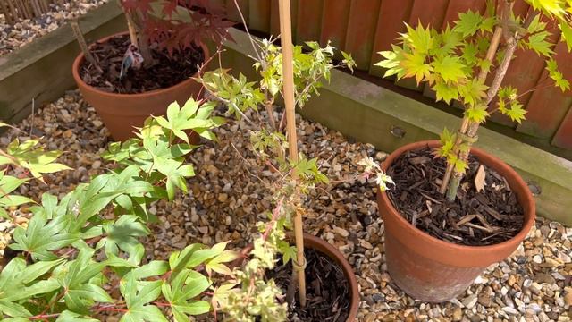 Japanese maples and other plants June review смотреть онлайн