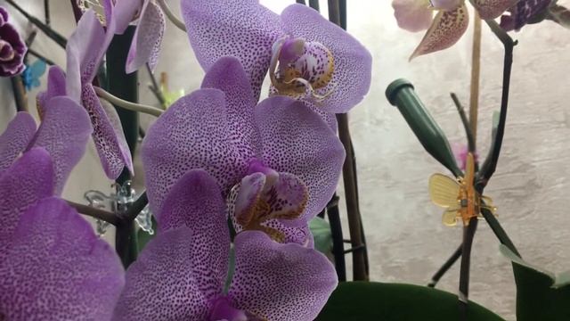 Почему сохнут цветы на орхидеи 6 причин увядания цветков орхидеи смотреть онлайн