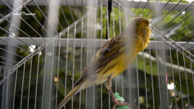 Canary 's Most Powerful Song For Training