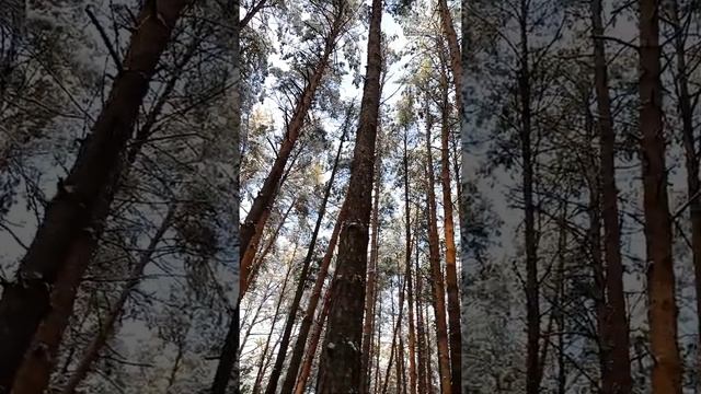 Реликтовый сосновый лес смотреть онлайн