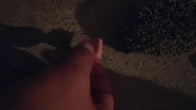 Ежик курва смотреть онлайн